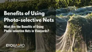 vineyard net (3)