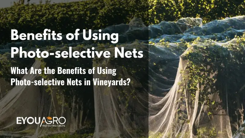 vineyard net (3)