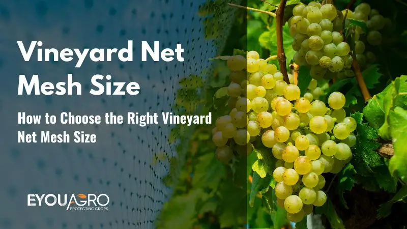 vineyard net (4)