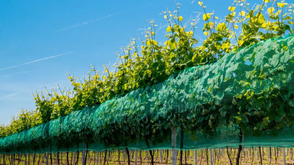 сторона виноградника чистая зеленая