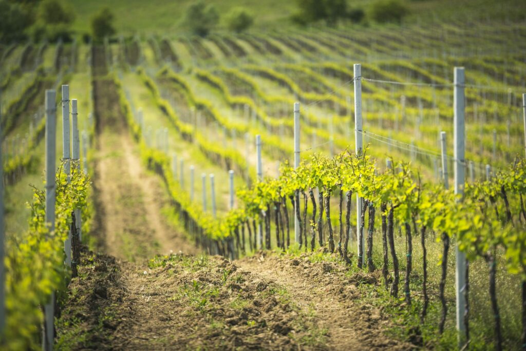 Vineyards at a winery near Brasov, Transylvania, Romania