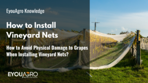 How to Avoid Physical Damage to Grapes When Installing Vineyard Nets?