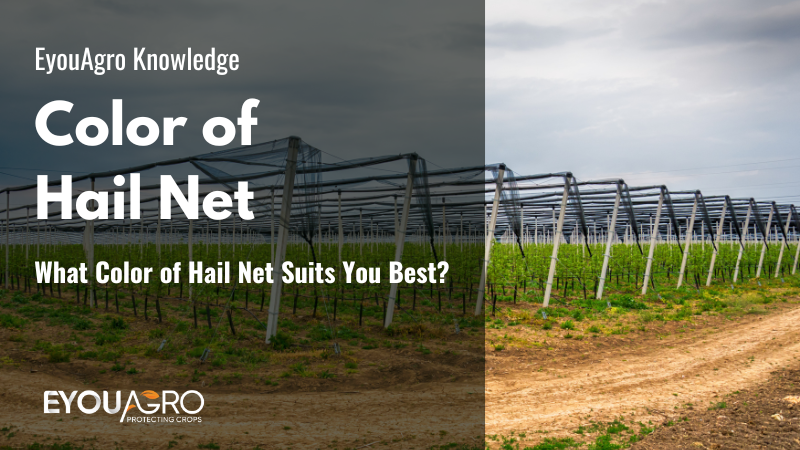 What Color of Hail Net Suits You Best?