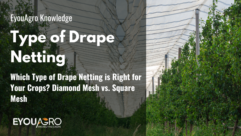 Which Type of Drape Netting is Right for Your Crops? Diamond Mesh vs. Square Mesh