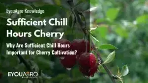 Pourquoi des heures de froid suffisantes sont-elles importantes pour la culture des cerises&nbsp;?