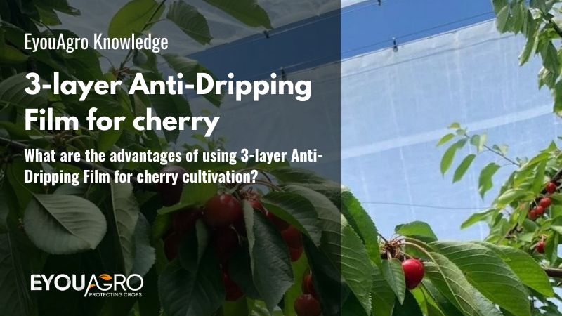 ¿Cuáles son las ventajas de utilizar Film Antigoteo de 3 capas para el cultivo de cerezas?
