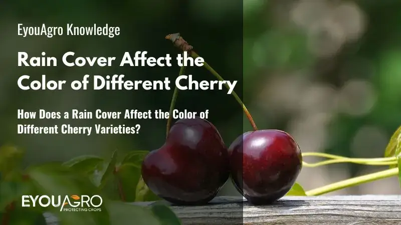 Jak dešťová pokrývka ovlivňuje barvu různých odrůd třešní?