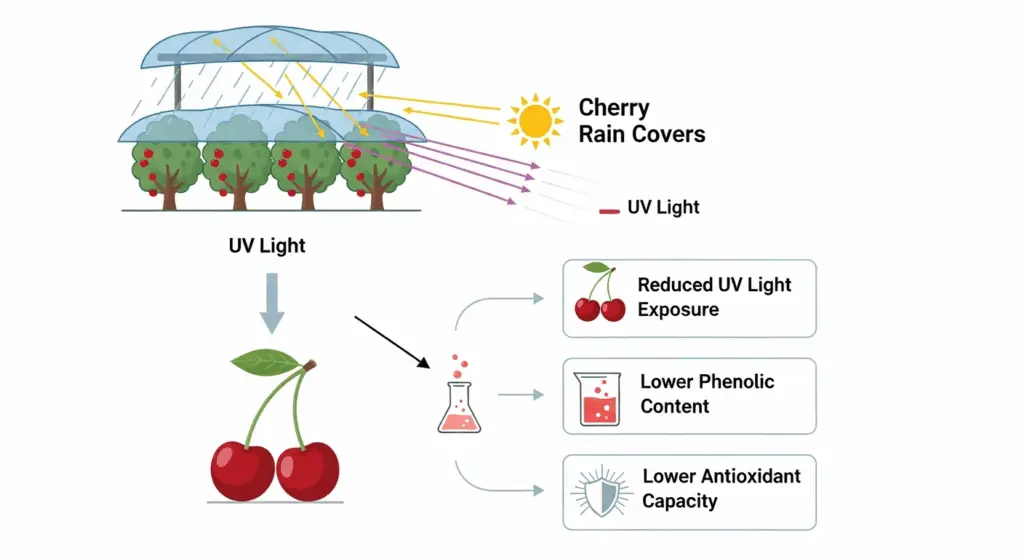 impatto della copertura piovosa sulla sintesi fenolica