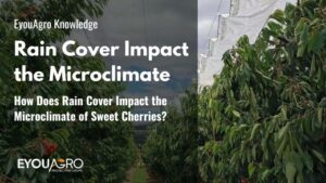 How Does a Rain Cover Impact the Microclimate of Sweet Cherries?