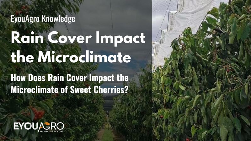 How Does a Rain Cover Impact the Microclimate of Sweet Cherries?