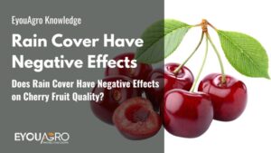 Does Rain Cover Have Negative Effects on Cherry Fruit Quality?