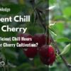 Why Are Sufficient Chill Hours Important for Cherry Cultivation?