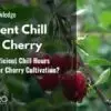 Why Are Sufficient Chill Hours Important for Cherry Cultivation?