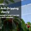 What are the advantages of using 3-layer Anti-Dripping Film for cherry cultivation?