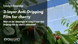 What are the advantages of using 3-layer Anti-Dripping Film for cherry cultivation?