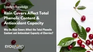 Why Do Rain Covers Affect the Total Phenolic Content and Antioxidant Capacity of Cherries?