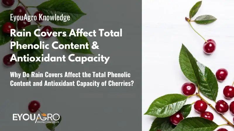 Why Do Rain Covers Affect the Total Phenolic Content and Antioxidant Capacity of Cherries?