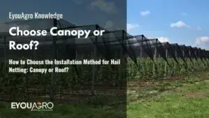 How to Choose the Installation Method for Hail Netting: Canopy or Roof?