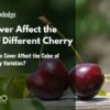 How Does a Rain Cover Affect the Color of Different Cherry Varieties?