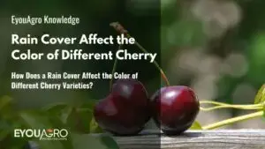 How Does a Rain Cover Affect the Color of Different Cherry Varieties?