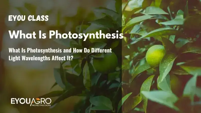 ¿Qué es la fotosíntesis y cómo la afectan las diferentes longitudes de onda de la luz?