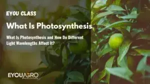 What Is Photosynthesis and How Do Different Light Wavelengths Affect It?