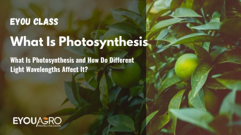 What Is Photosynthesis and How Do Different Light Wavelengths Affect It?