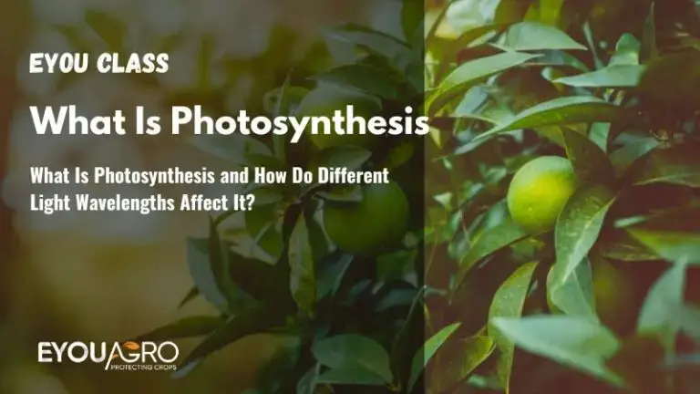 What Is Photosynthesis and How Do Different Light Wavelengths Affect It?
