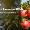 What Are the Effects of Excessive UV-B on Plant Growth?