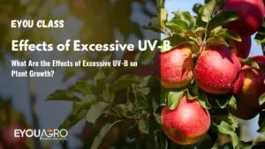 What Are the Effects of Excessive UV-B on Plant Growth?