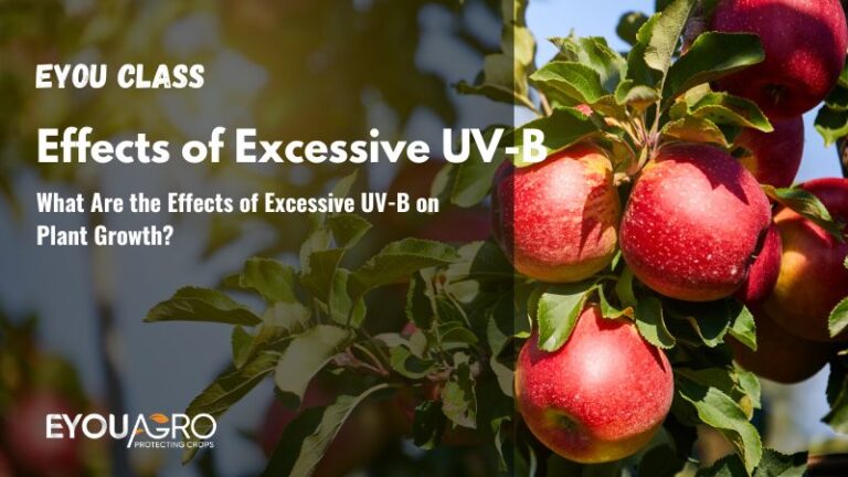 What Are the Effects of Excessive UV-B on Plant Growth?