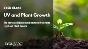 The Intricate Relationship between Ultraviolet Light and Plant Growth