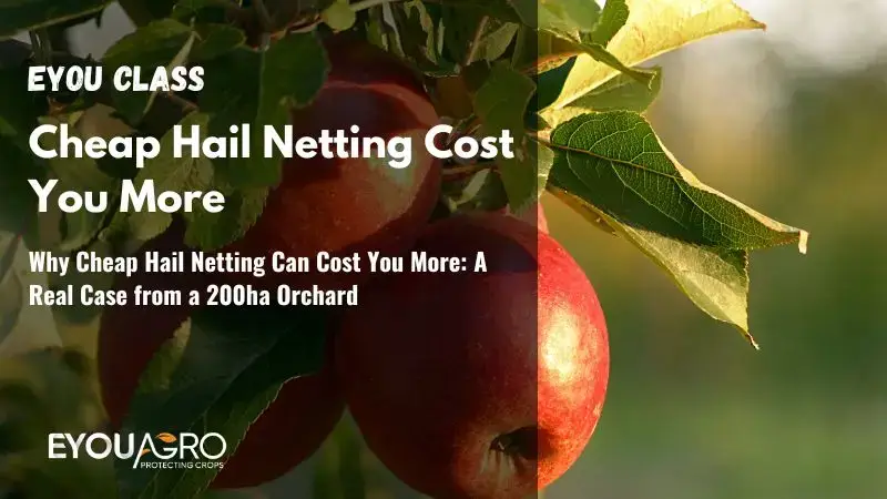 Por qué una malla antigranizo barata puede resultar más cara: un caso real de un huerto de 200 ha