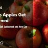Why Apples Get Sunburned and How to Stop It