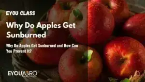Why Apples Get Sunburned and How to Stop It