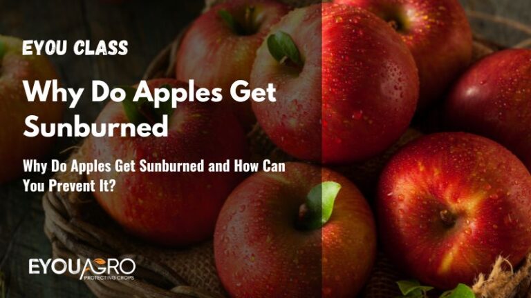 Why Apples Get Sunburned and How to Stop It