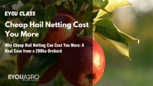 Why Cheap Hail Netting Can Cost You More: A Real Case from a 200ha Orchard