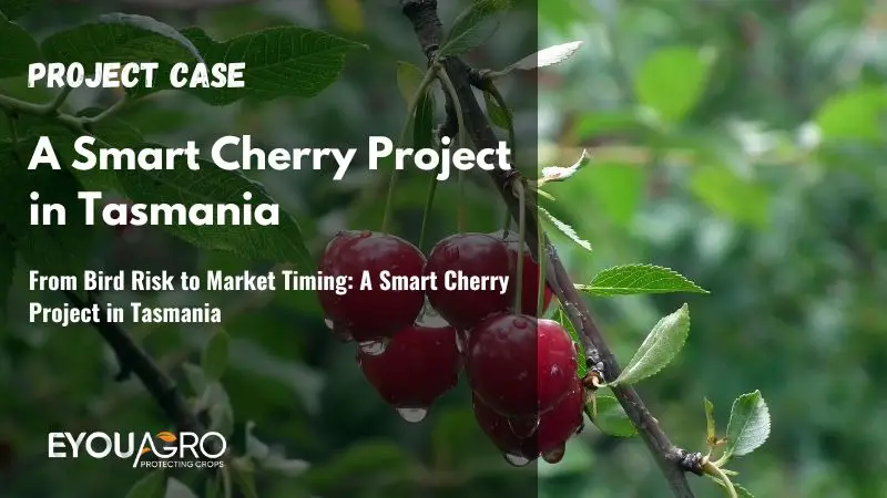 From Bird Risk to Market Timing: A Smart Cherry Project in Tasmania
