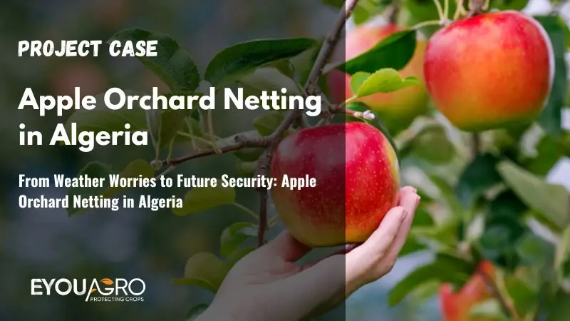 From Weather Worries to Future Security: Apple Orchard Netting in Algeria