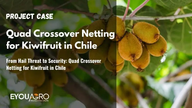 From Hail Threat to Security: Quad Crossover Netting for Kiwifruit in Chile