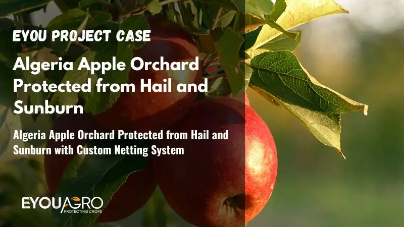 Algeria Apple Orchard Protected from Hail and Sunburn with Custom Netting System