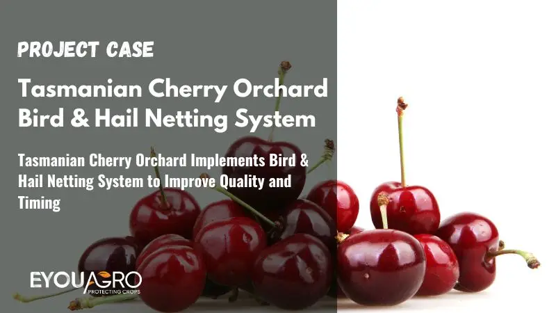 Tasmanian Cherry Orchard Implements Bird & Hail Netting System to Improve Quality and Timing)