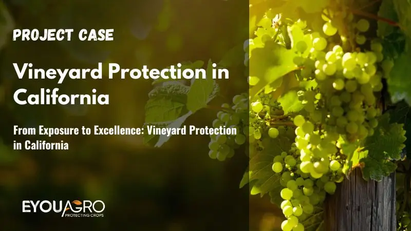 From Exposure to Excellence: Vineyard Protection in California