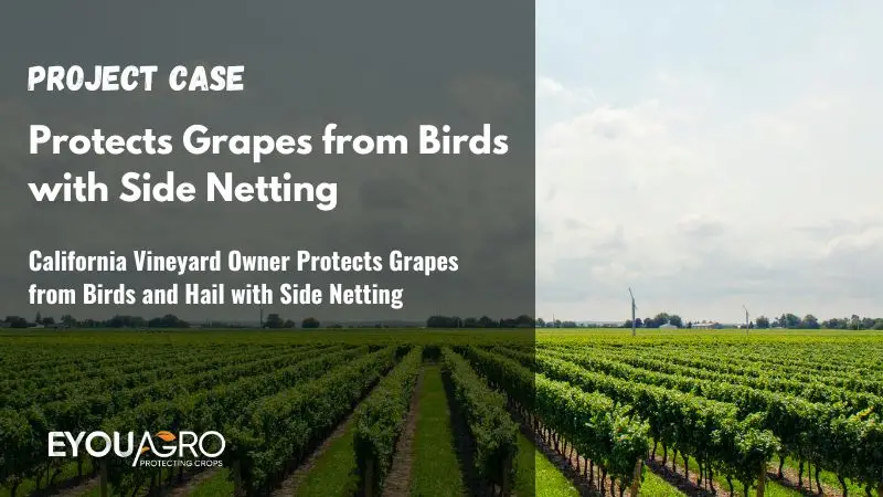 vineyard net