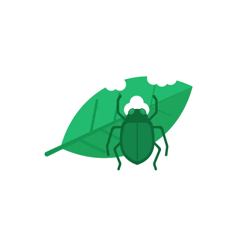 Insect Prevention