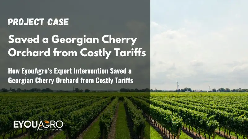 How EyouAgro’s Expert Intervention Saved a Georgian Cherry Orchard from Costly Tariffs