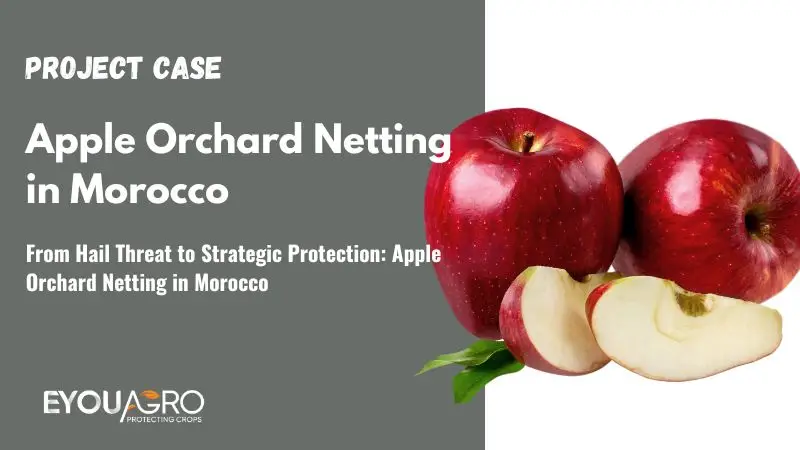 From Hail Threat to Strategic Protection: Apple Orchard Netting in Morocco
