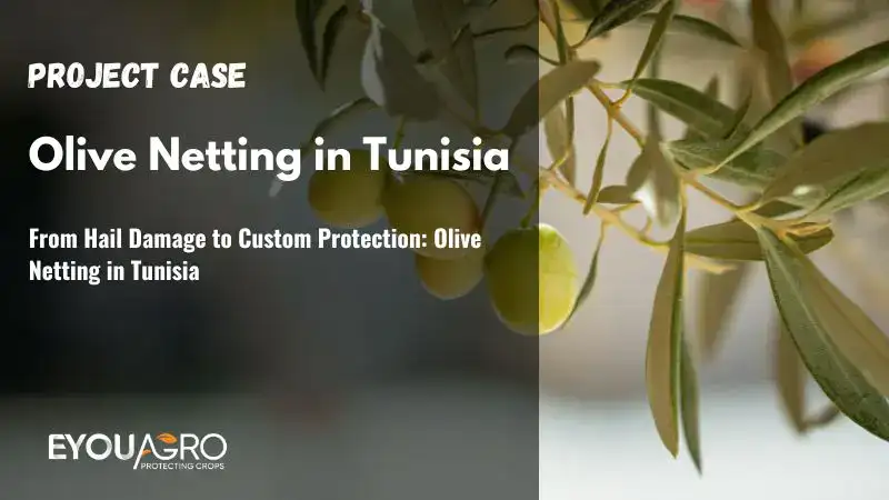 Jégeső okozta károktól a vámvédelemig: Olive Netting Tunéziában