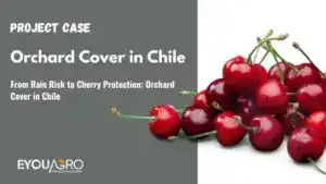 Du risque de pluie à la protection des cerises&nbsp;: la couverture des vergers au Chili