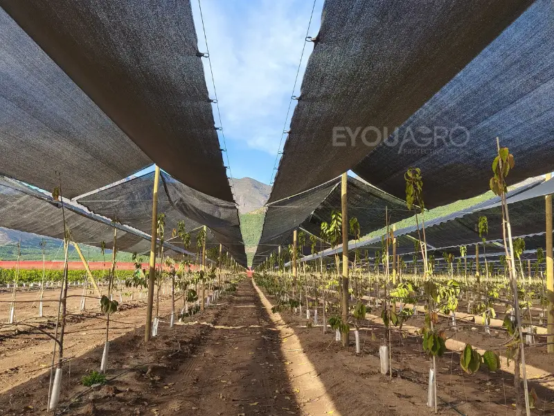 a cherry orchard in winter, with rows of trees covered by eyouagro's black winter shade netting.